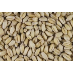 Bayraktar 2000 Ekmeklik Buğday Tohumu (Sertifikalı) 25 Kg