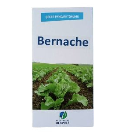 Bernache Şeker Pancarı Tohumu Kaplı İlaçlı -100.000 Adet