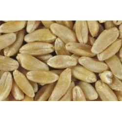 Eminbey Makarnalık Buğday Tohumu (Sertifikalı) 25 Kg