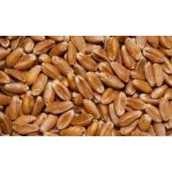 Flamura 85 Ekmeklik Buğday Tohumu (Sertifikalı) 25 Kg